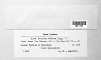 Puccinia dioicae image